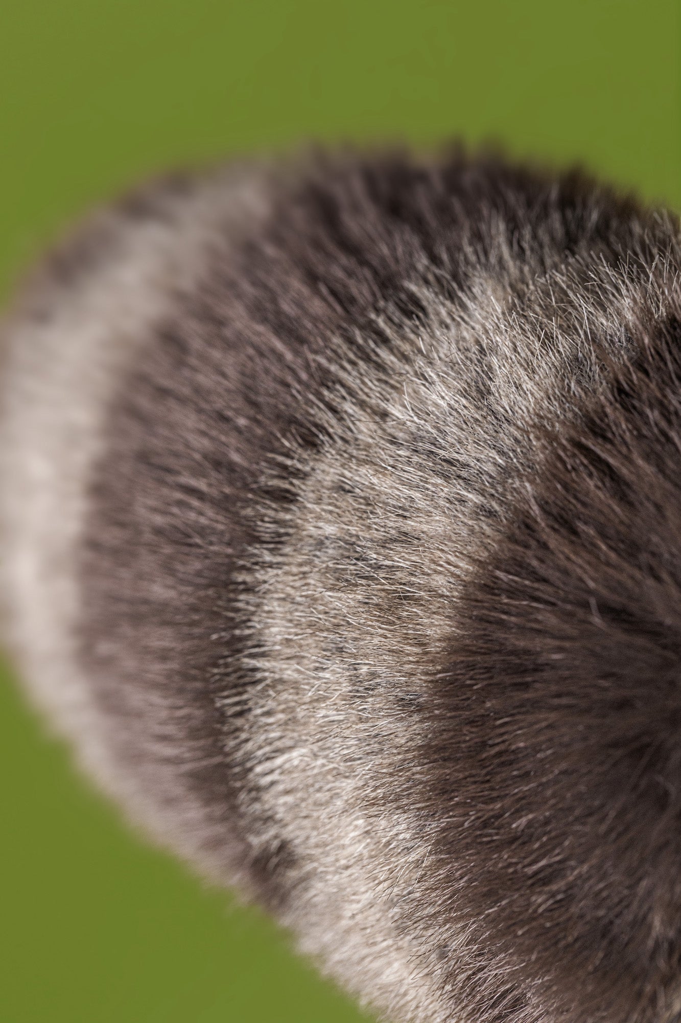 Trixiwoo Raccoon